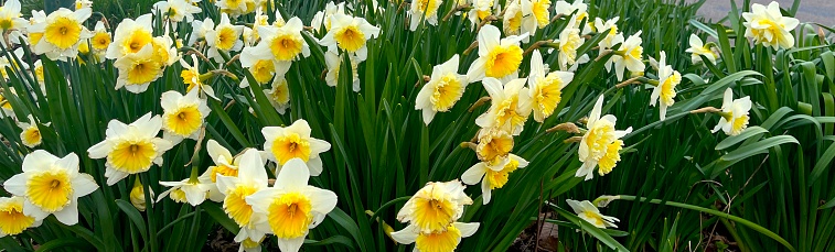 Daffodils on Roosevelt Island, Manhattan, New York
