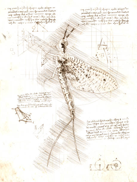 istock Sketch in da Vinci style of tropical thai insect 2146350576