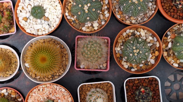 Variety of cacti in small pots arranged in pattern for home decoration