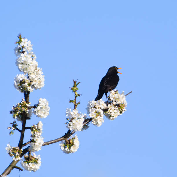 Nature in Czech republic in Spring.