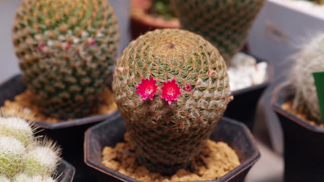 Cacti collection showcasing diverse succulent species in botanical garden