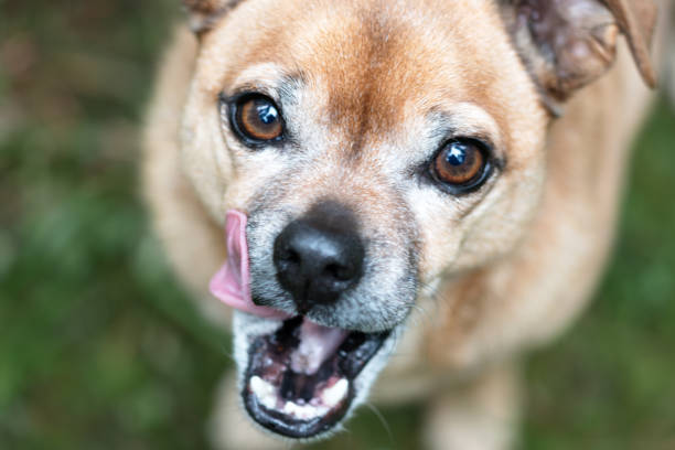 close-up portrait of a little cute brown dog, pinscher, pug