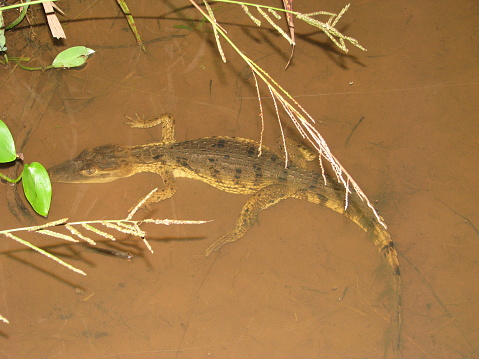 Caiman crocodilus)