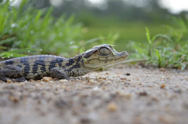 Alligator swimming away