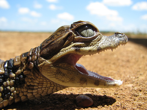 Caiman crocodilus)