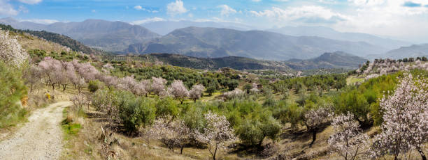 istock Flowered Almond trees near Beas de Granada , Spain 2146434847