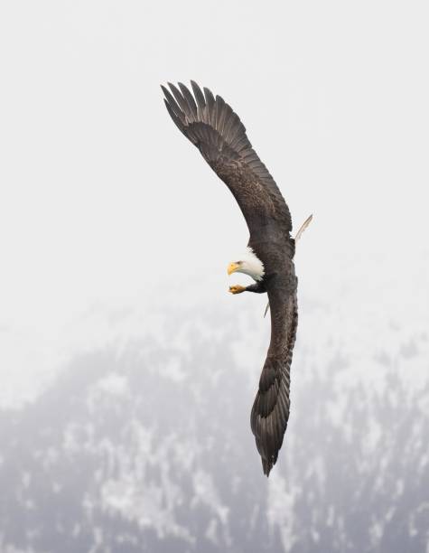 istock Eagle banking in front of the distant snow capped mountains. 2146444612