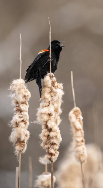 istock Red winged black bird perched on the cattail foraging for seeds in the spring. 2146445121