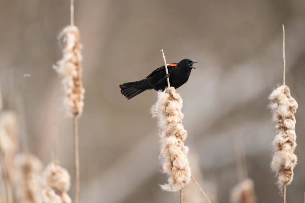 istock Red winged black bird singing in the marsh perched on a cattail. 2146445128