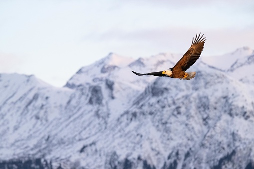 Sunset, pink light and snow capped mountains are the back drop for this majestic eagle lit by the setting sun.