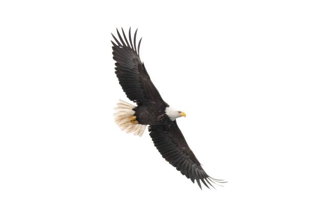 istock Eagle soars on the wind - master of flight. 2146445133