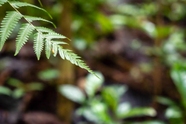 istock Natural green fern wallpaper 2146453373