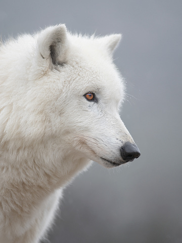 portrait of a polar wet wolf on a blurred background