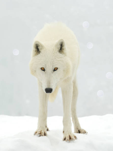 istock white polar wolf on a background of snow 2146461619