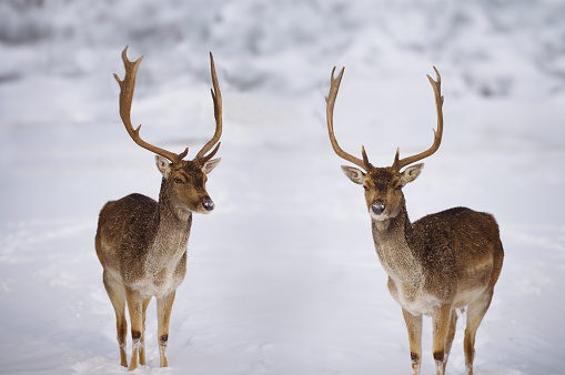 two deer standing in the snow against the backdrop of the forest