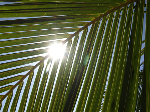 Sonne scheint durch Palmenblatt
