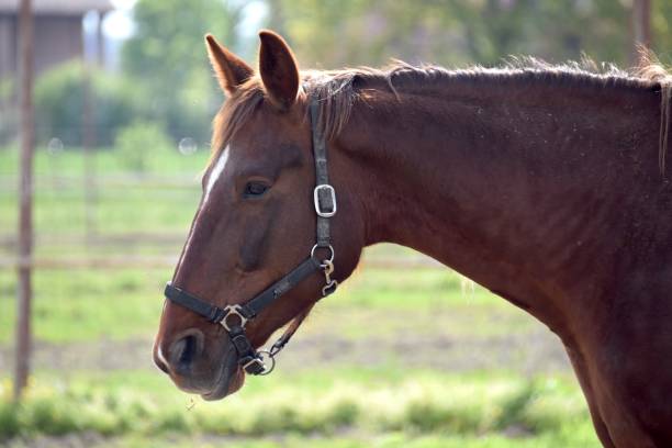istock portrait of a horse 2146476545