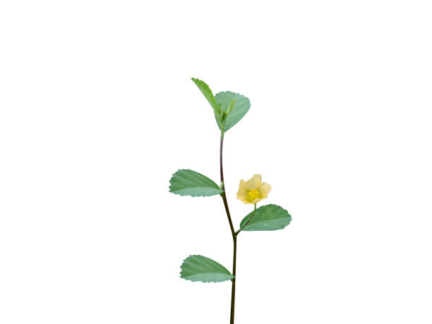 istock Sida cordifolia or country mallow 2146480143