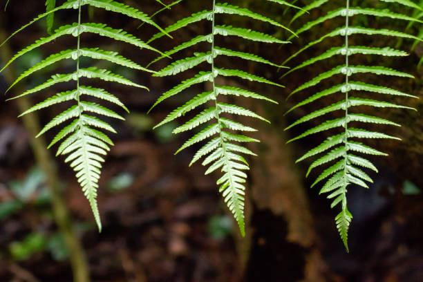 istock Natural green fern wallpaper 2146480677