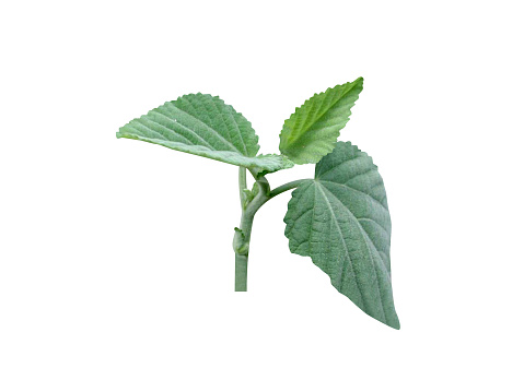 Sida cordifolia or country mallow is used in Ayurvedic and folk medicine.