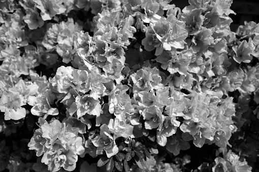 flowering azalea plant