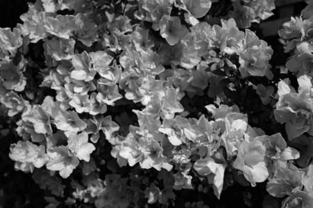 istock flowering azalea plant 2146495097