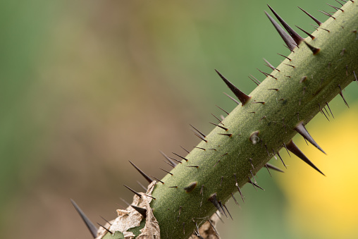 Large, spiky thorn macro.  Sticky situation concept. Green, yellow, nature background.