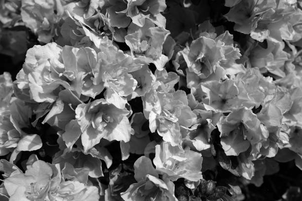 istock flowering azalea plant 2146495107