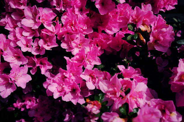 Spring background with blossoming red azaleas.
