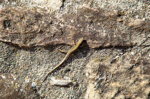 Rustic natural stone wall. A wall lizard (Podarcis muralis) climbs vertically up it.