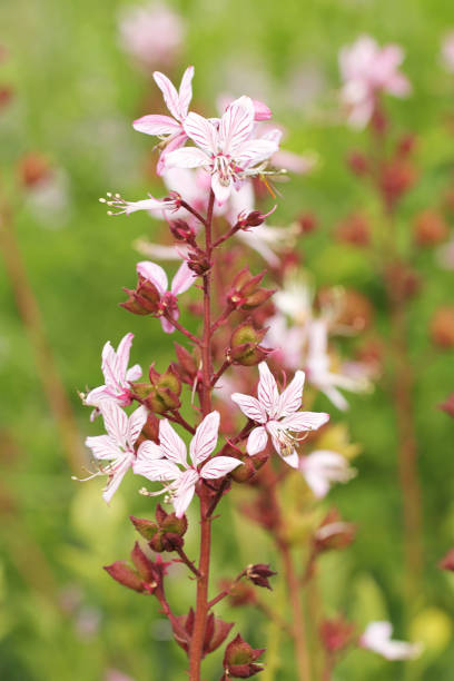 Diptam (Dictamnus albus), auch Aschwurz, Spechtwurz oder Brennender Busch genannt.