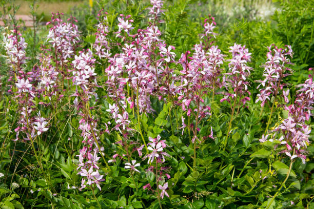 Diptam (Dictamnus albus), auch Aschwurz, Spechtwurz oder Brennender Busch genannt.