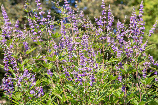 seedlings plant basil of purple italian close-up, beautiful background. Agribusiness