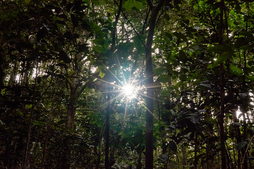 Panorama of a green forest of deciduous trees with the sun casting its rays of light through the foliage.