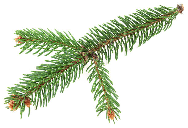 白い背景に針が分離された緑のトウヒまたは松の枝。モミのクリスマスツリーの枝。