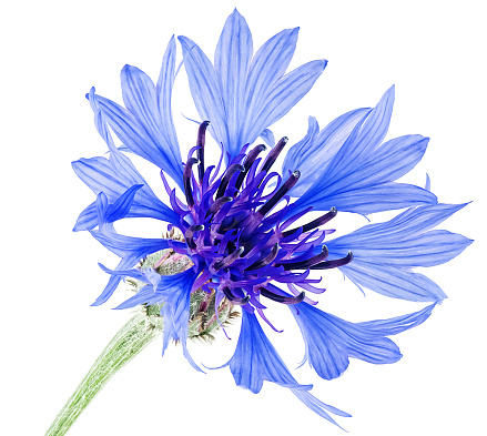 Close up of single blue cornflower flower isolated on a white background. Bachelor button flower. Macro picture of cornflower.