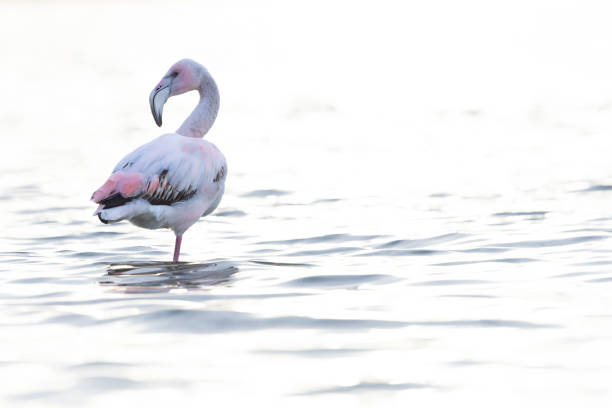 istock Side view of a greater flamingo (Phoenicopterus roseus) resting. 2146551130
