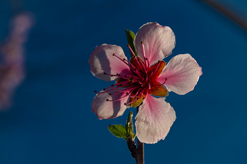 Nectarine color fresh blossom in spring sunny beautiful evening