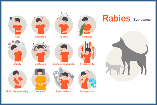 Medical vector illustration in flat style.Symptoms of rabies include fever,headache,nausea and vomiting.anxiety and confusion hyperactivity,insomnia and hydrophobia.excessive salivation,hallucinations