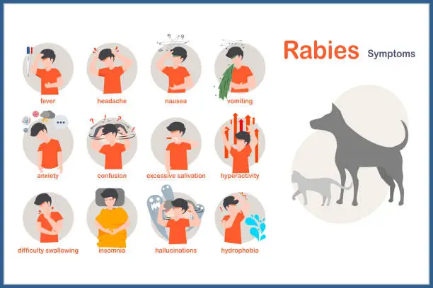 Vector illustration of Symptoms of rabies