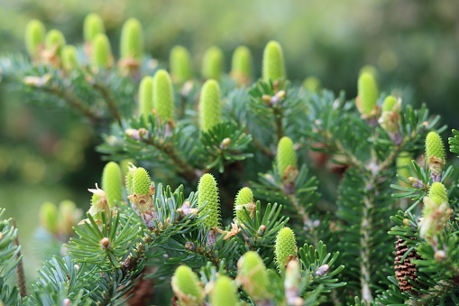 Young pine cones growing on a fir tree