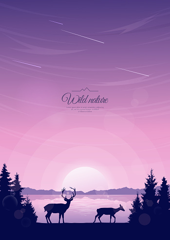 Silhouettes of two red deer walking along the shore of a river or lake. The sun sets behind the mountains, the night sky. Silhouettes of coniferous trees in the foreground. Vector image.