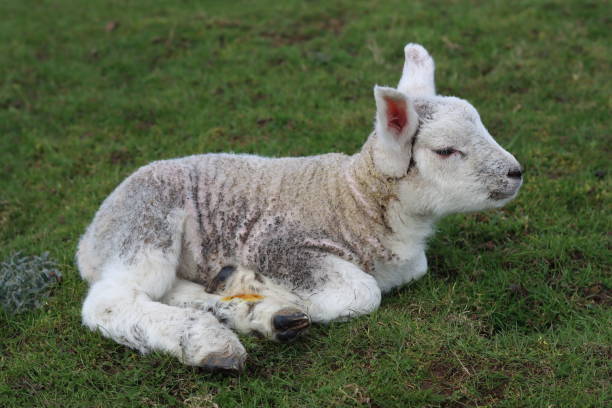 istock Newborn lamb resting in a field 2146583307