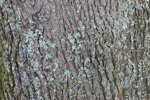 Close up of ancient oak tree bark
