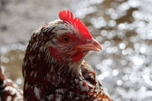 Close up of a speckled hen