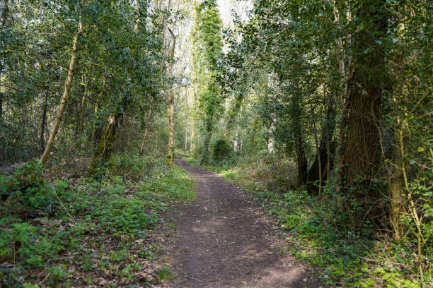 istock Views of a footpath in woodland 2146612018