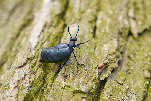female, very poisonous black-blue oil beetle, schwarzblauer Ölkäfer, Blister beetle, Meloe proscarabaeus, on a tree trunk lying on the ground