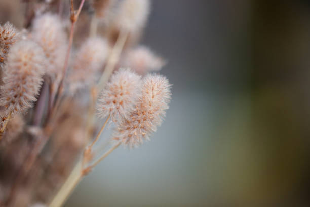 istock Grass flower in soft focus and blurred with vintage style for background 2146629163