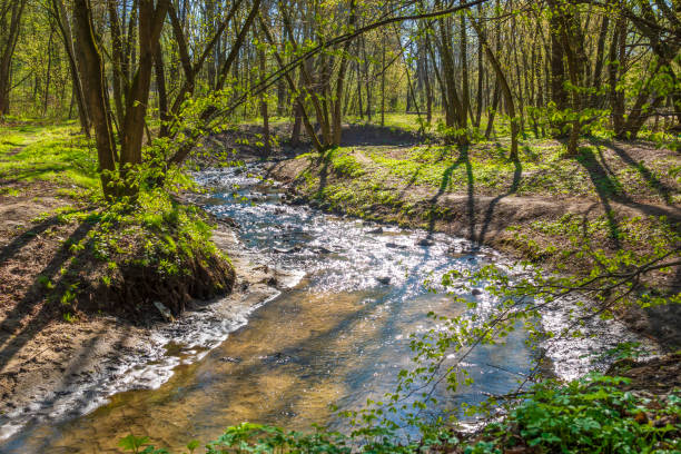 Picturesque water stream in the green spring forest