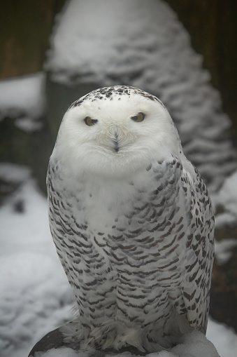The Snowy Owl, Bubo scandiacus is a large, white owl of the typical owl family.
